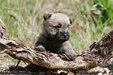 CAIRN TERRIER 226